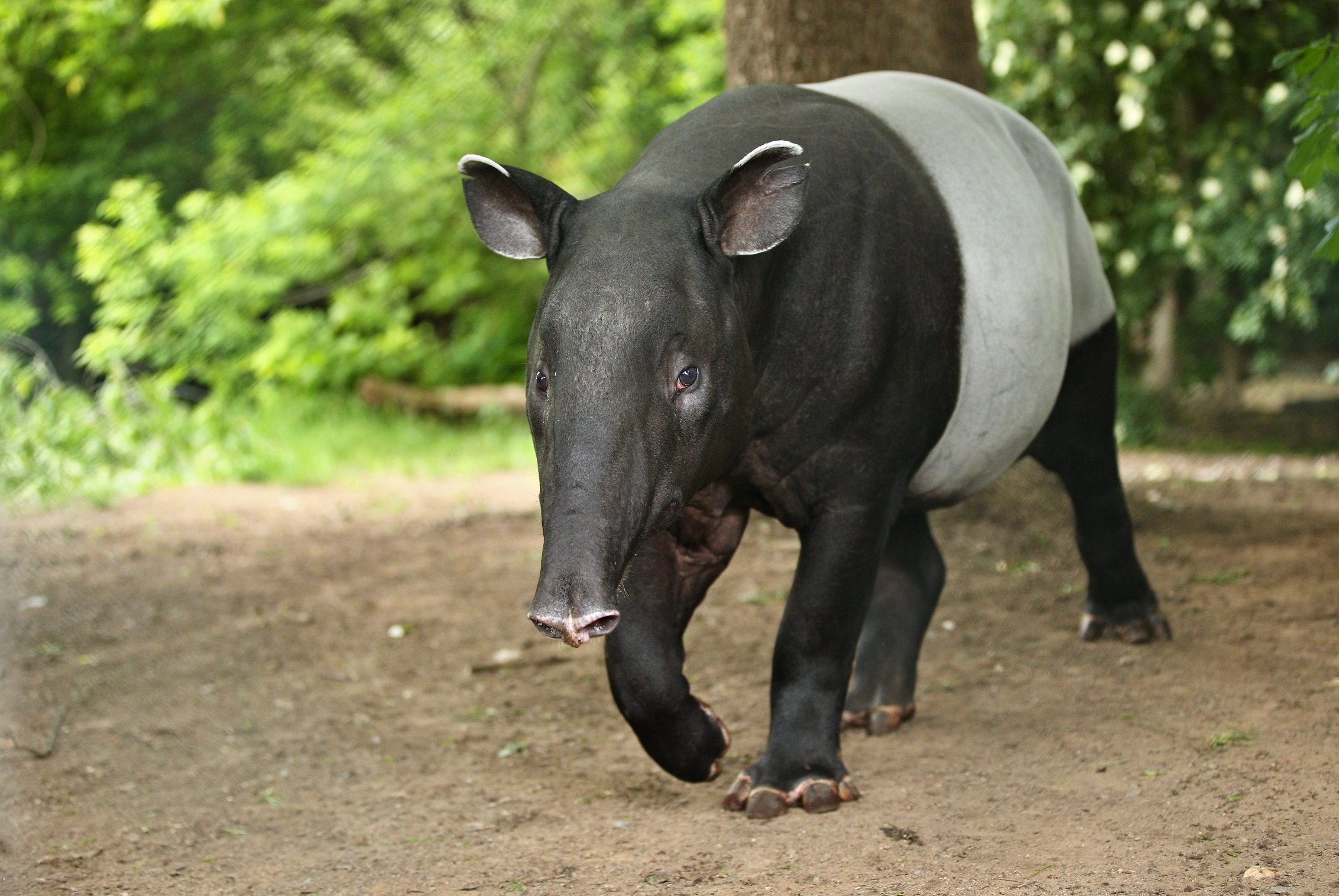 Ketentuan Hukum yang Perlu Anda Ketahui Soal Konsumsi Daging Tapir Ketentuan Hukum yang Perlu Anda Ketahui Soal Konsumsi Daging Tapir